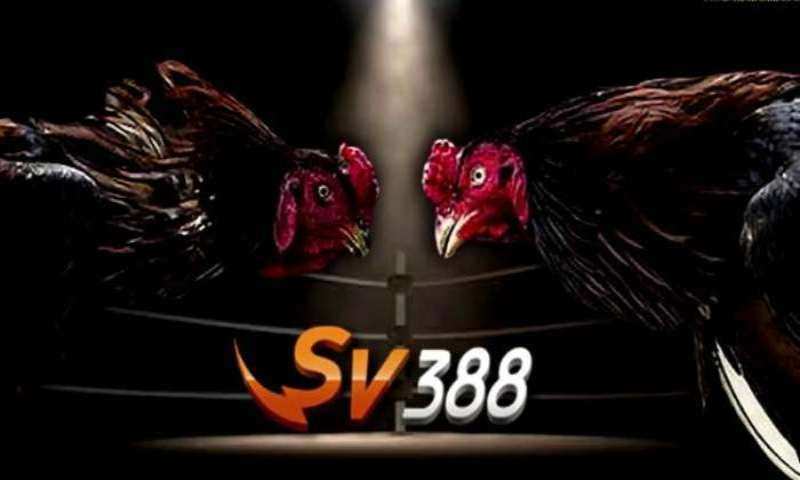 Cá độ chọi gà luôn là trò chơi biểu tượng của SV388