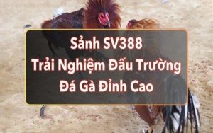 Đá gà tại SV388 được tường thuật trực tiếp từ nhiều trường đấu nổi tiếng trên thế giới